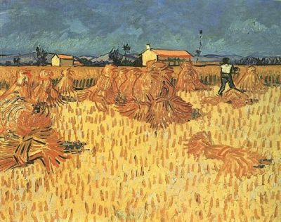Corn Harvest in Provence
