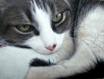 Paintings from picture, pets